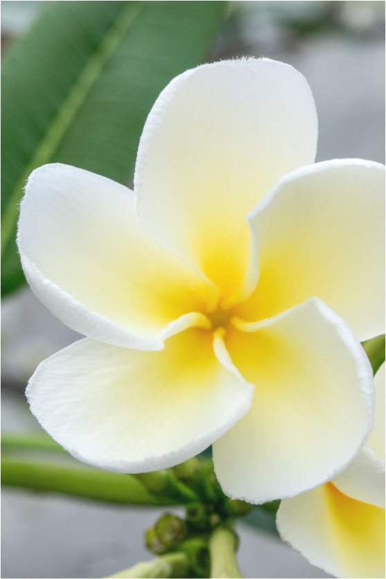 Main image Flowers 1