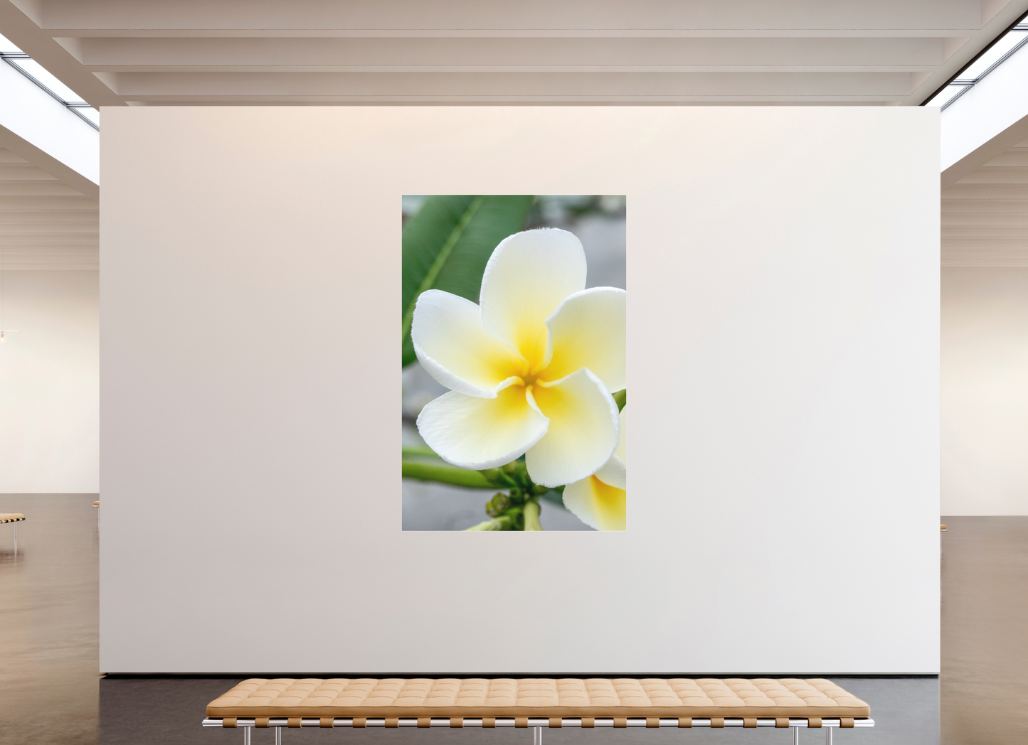 140 x 210 cm, Fine Art Pigmentdruck hinter Acrylglas (matt) Flowers 1