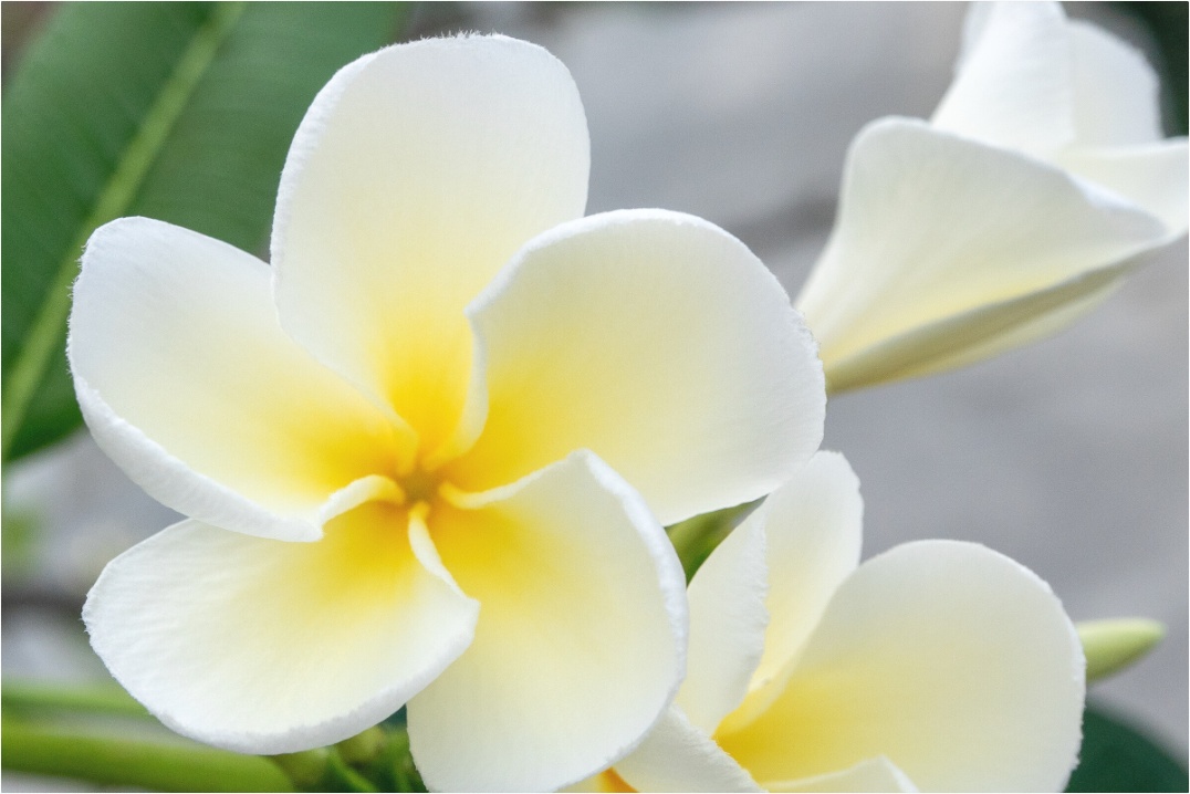 Main image Flowers 2