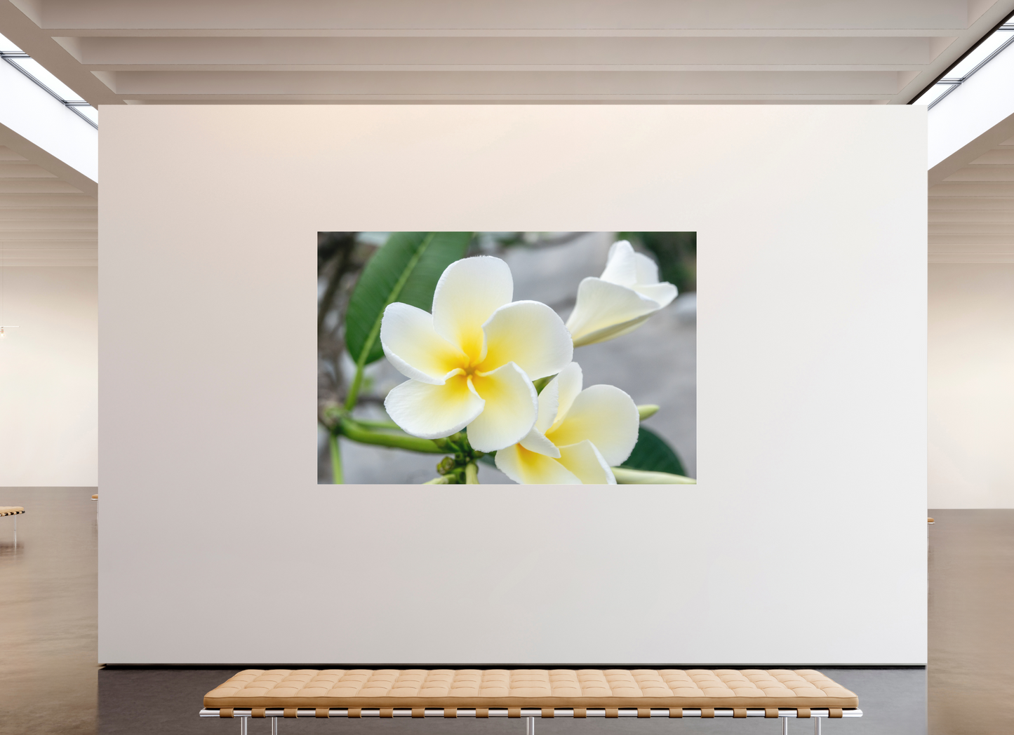 240 x 160 cm, Fine Art Pigmentdruck hinter Acrylglas (matt) Flowers 3