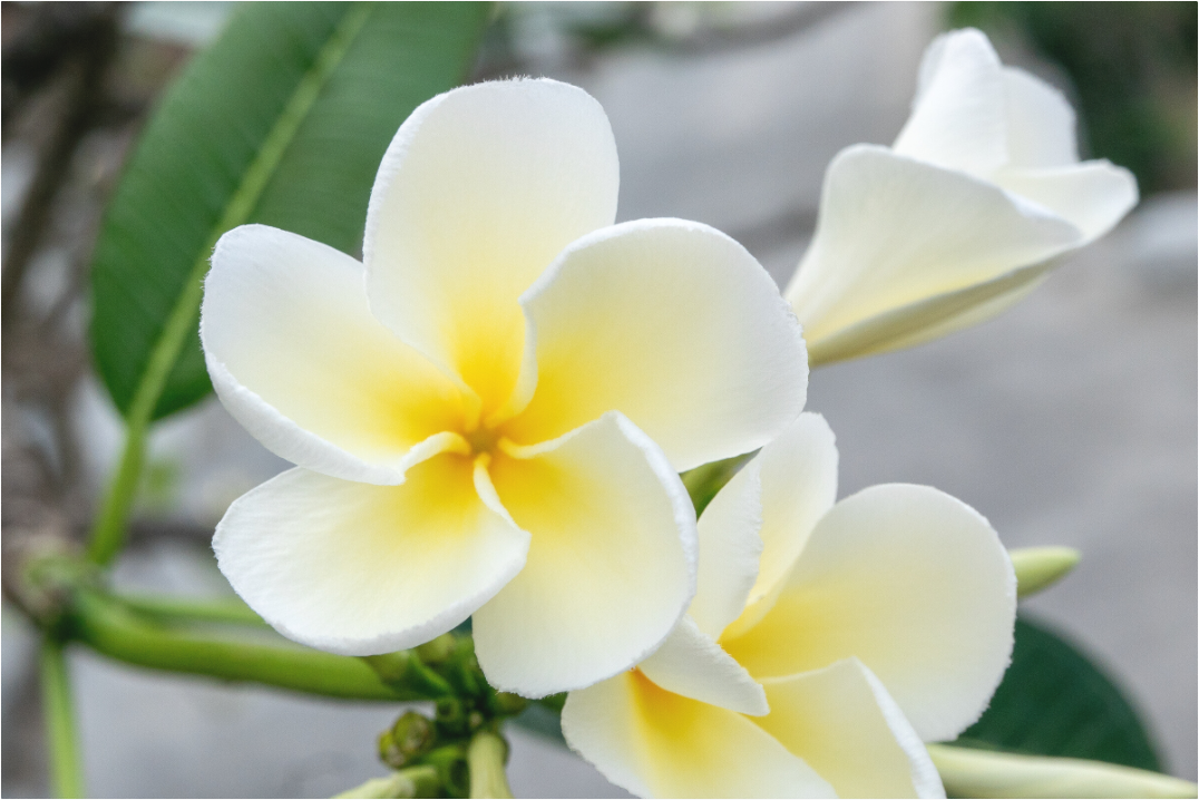 Main image Flowers 3