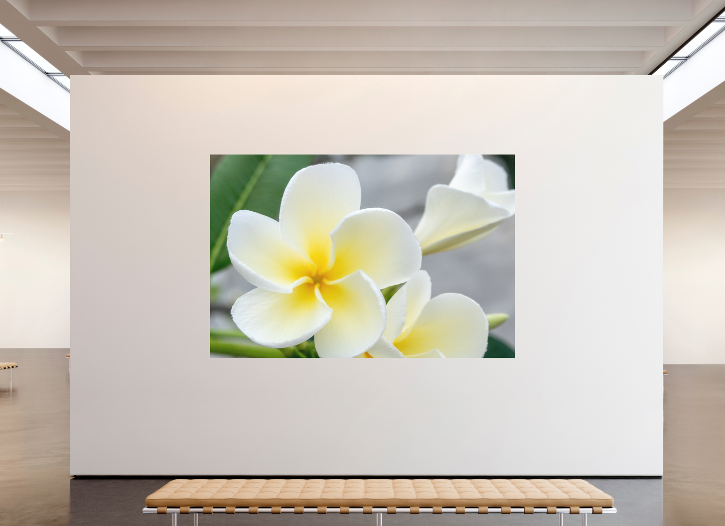 270 x 180 cm, Fine Art Pigmentdruck hinter Acrylglas (matt) Flowers 2