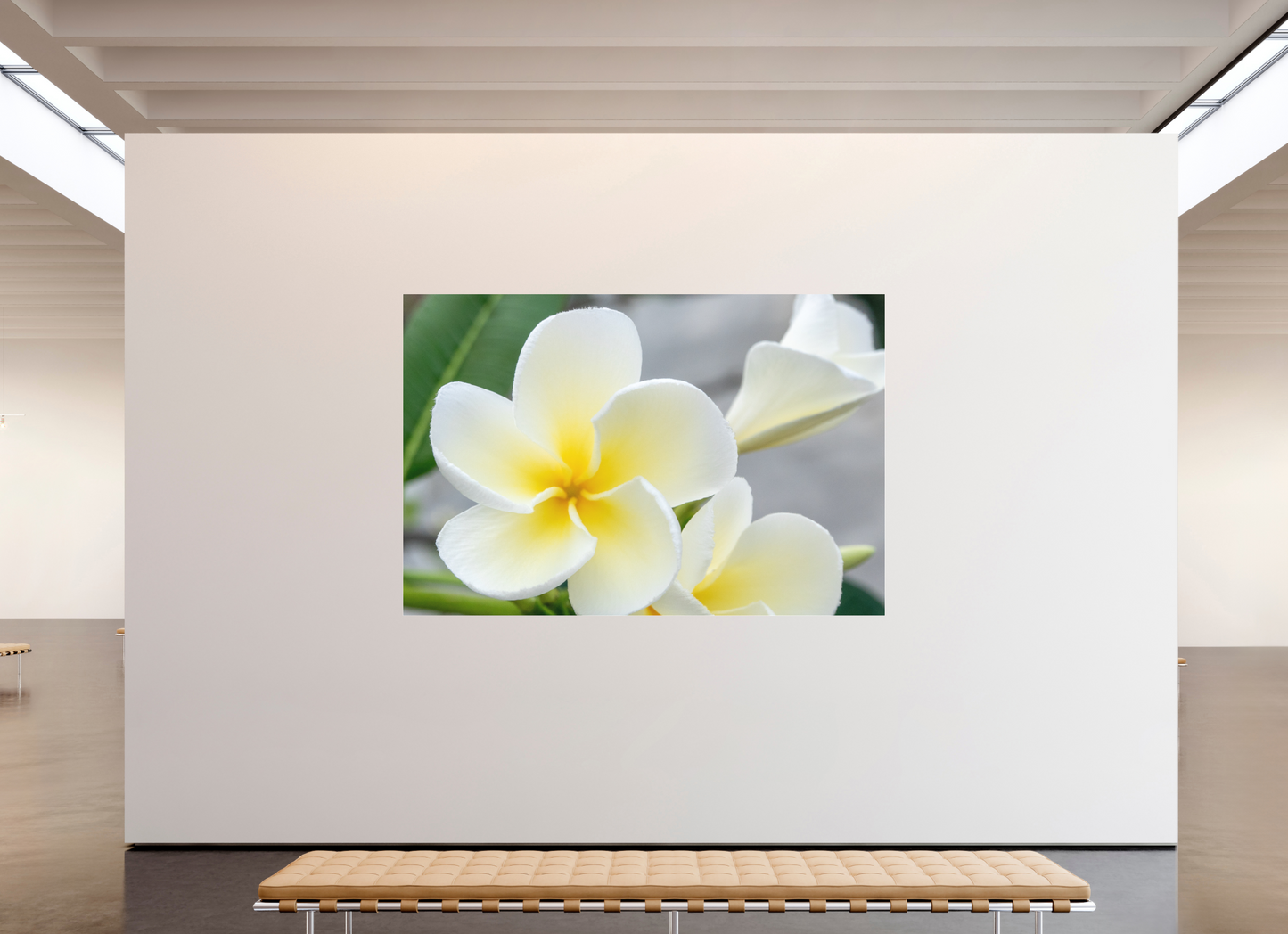 240 x 160 cm, Fine Art Pigmentdruck hinter Acrylglas (matt) Flowers 2